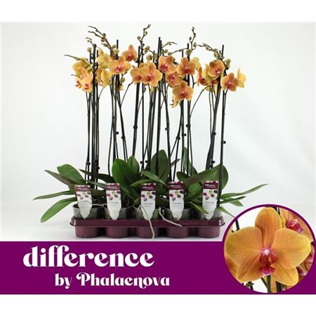 Орхидея carrot cake фото и описание